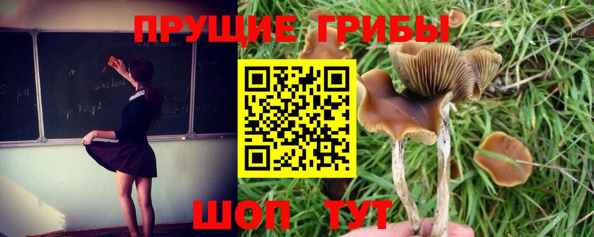 Галлюциногенные грибы Cubensis Ртищево